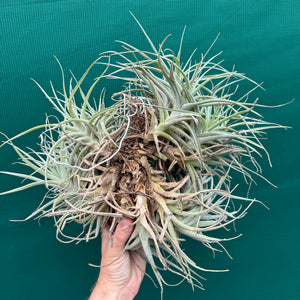 Tillandsia Leon (Mature Clump) NEW