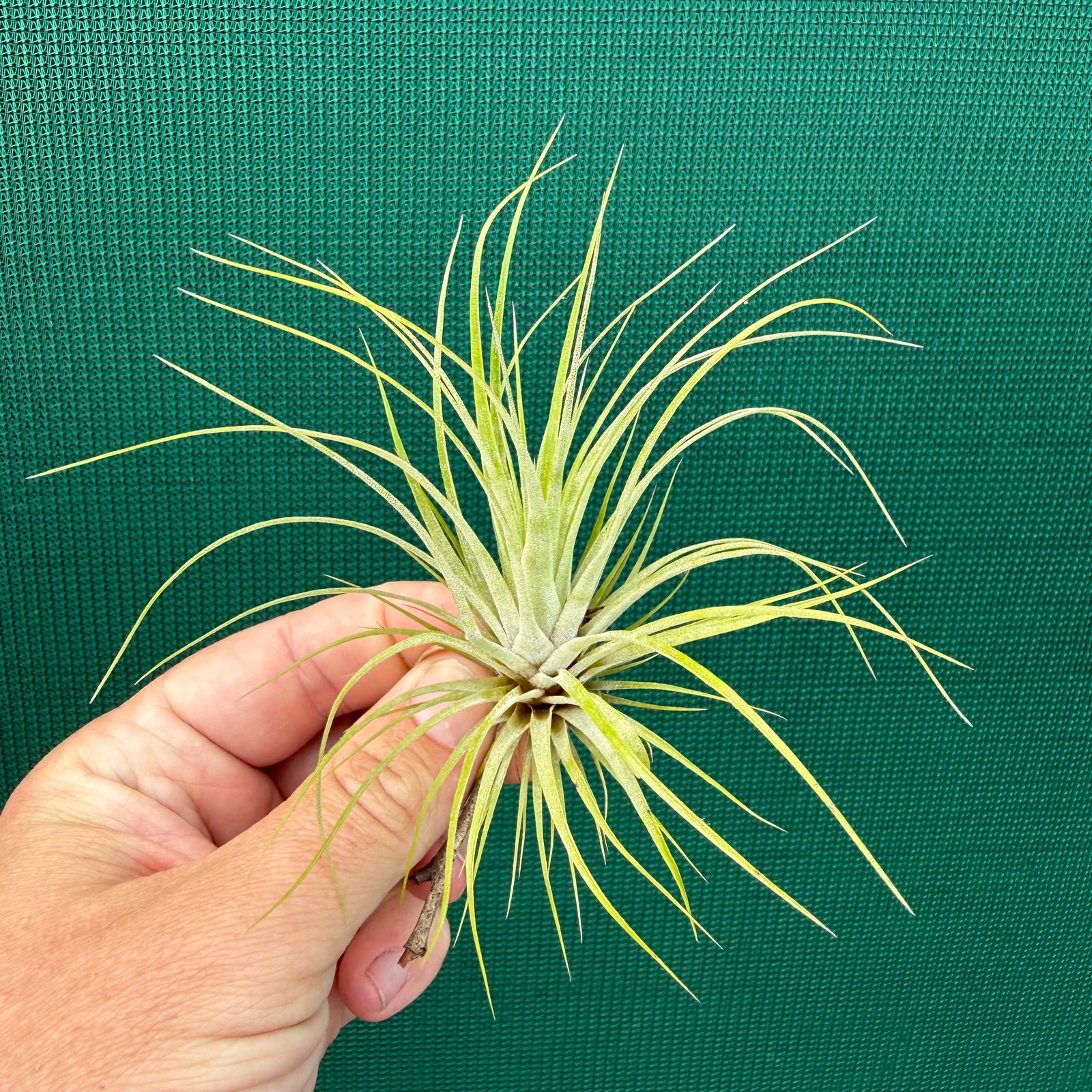 Tillandsia - utriculata
