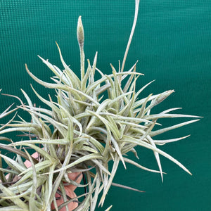 Tillandsia - erecta NEW