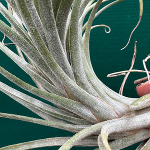 Tillandsia - circinata ex. JH NEW