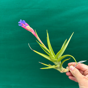Tillandsia - Bella ex. BD