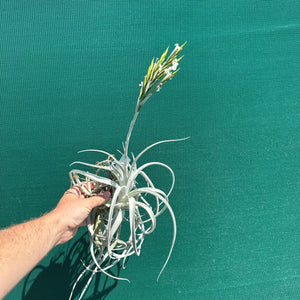 Tillandsia - chiletensis ‘Large Form’ ex. PT NEW