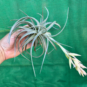 Tillandsia - leonamiana ‘Blue Flower’