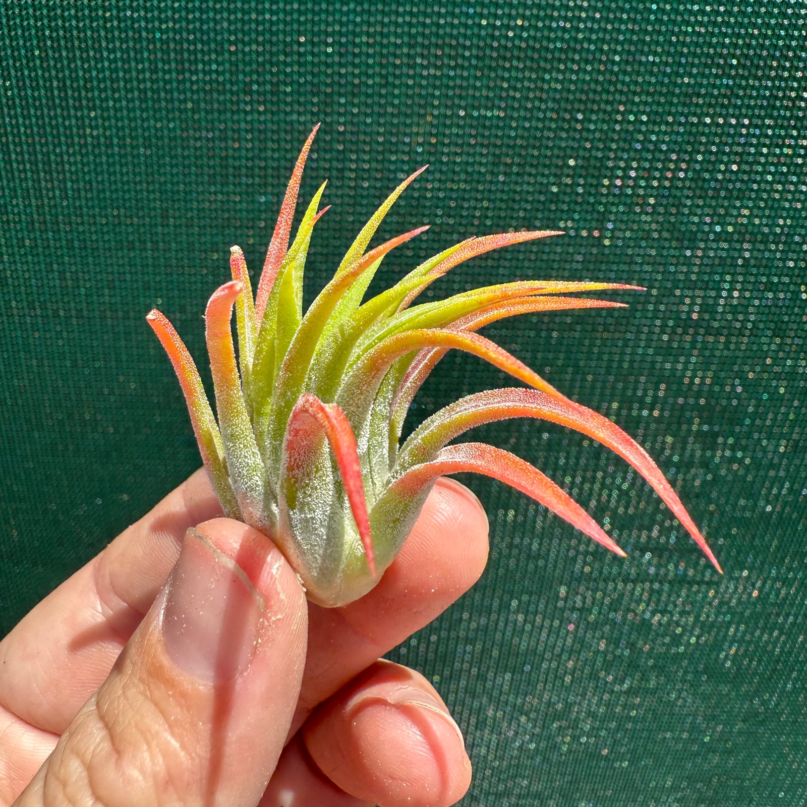 Tillandsia - ionantha 'BOE714' ex. BD NEW