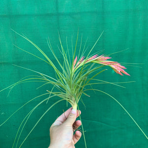 Tillandsia - Bob Holm’s Beauty ex. PT