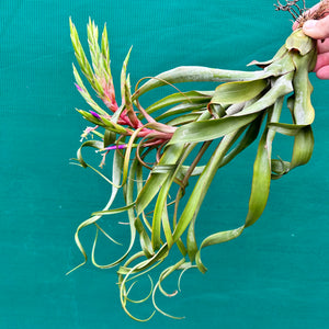 Tillandsia - streptophylla x rhomboidea ex. BG
