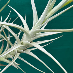 Tillandsia - nuptialis ex. BD NEW