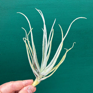 Tillandsia - retrorsa ex. BH NEW