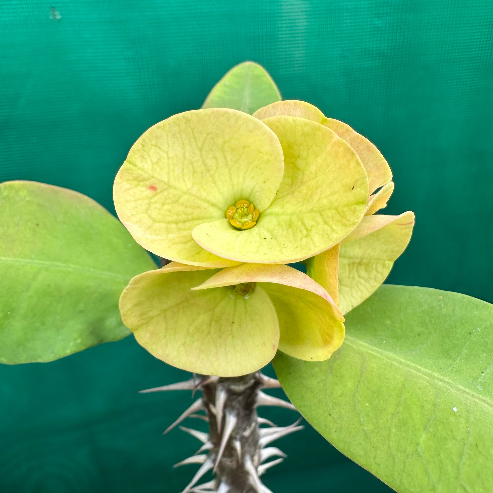 Poysean - Euphorbia milii P063