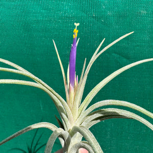 Tillandsia - ionantha x stricta ex. RM