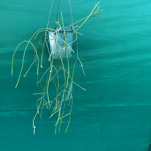 Rhipsalis micrantha f. Villarica - R51