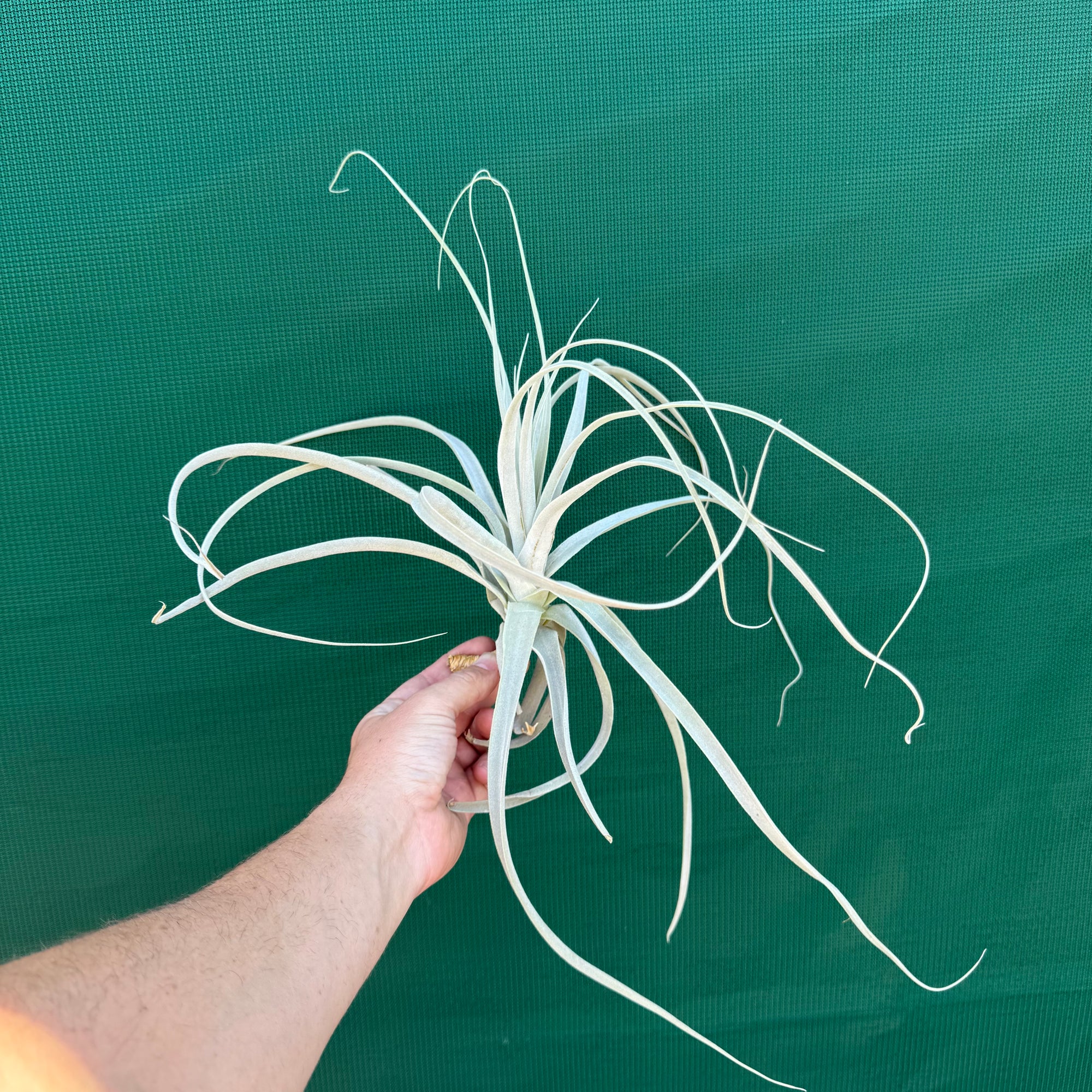 Tillandsia - straminea (Fragrant) NEW