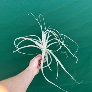 Tillandsia - straminea (Fragrant) NEW