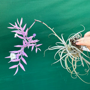 Tillandsia - purpurea x straminea ex. BG NEW