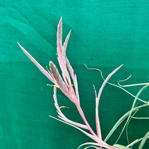 Tillandsia - Rhonda R. ex. RFI