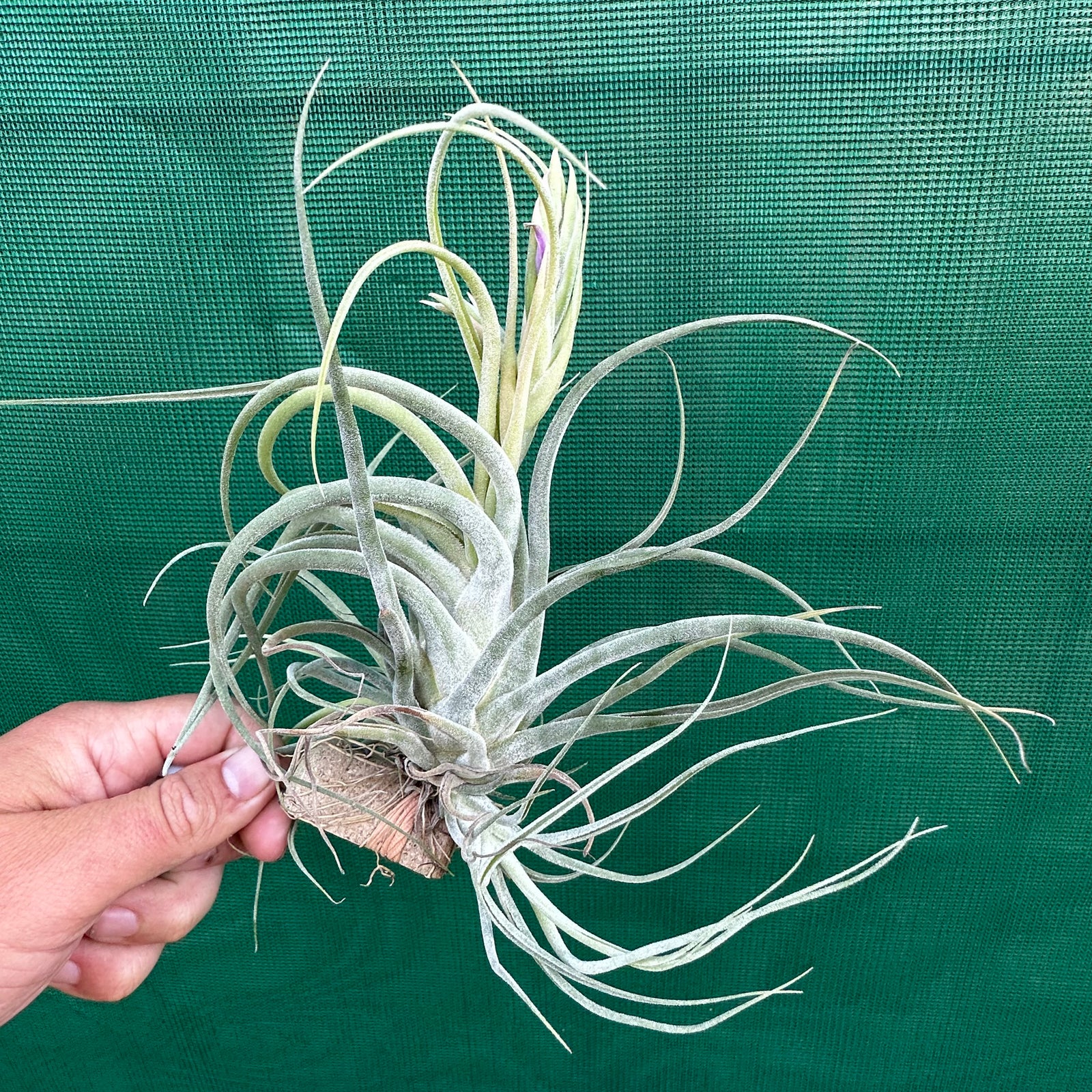 Tillandsia - baileyi x seleriana ex. JO