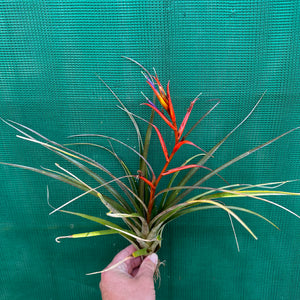 Tillandsia - chlorophylla