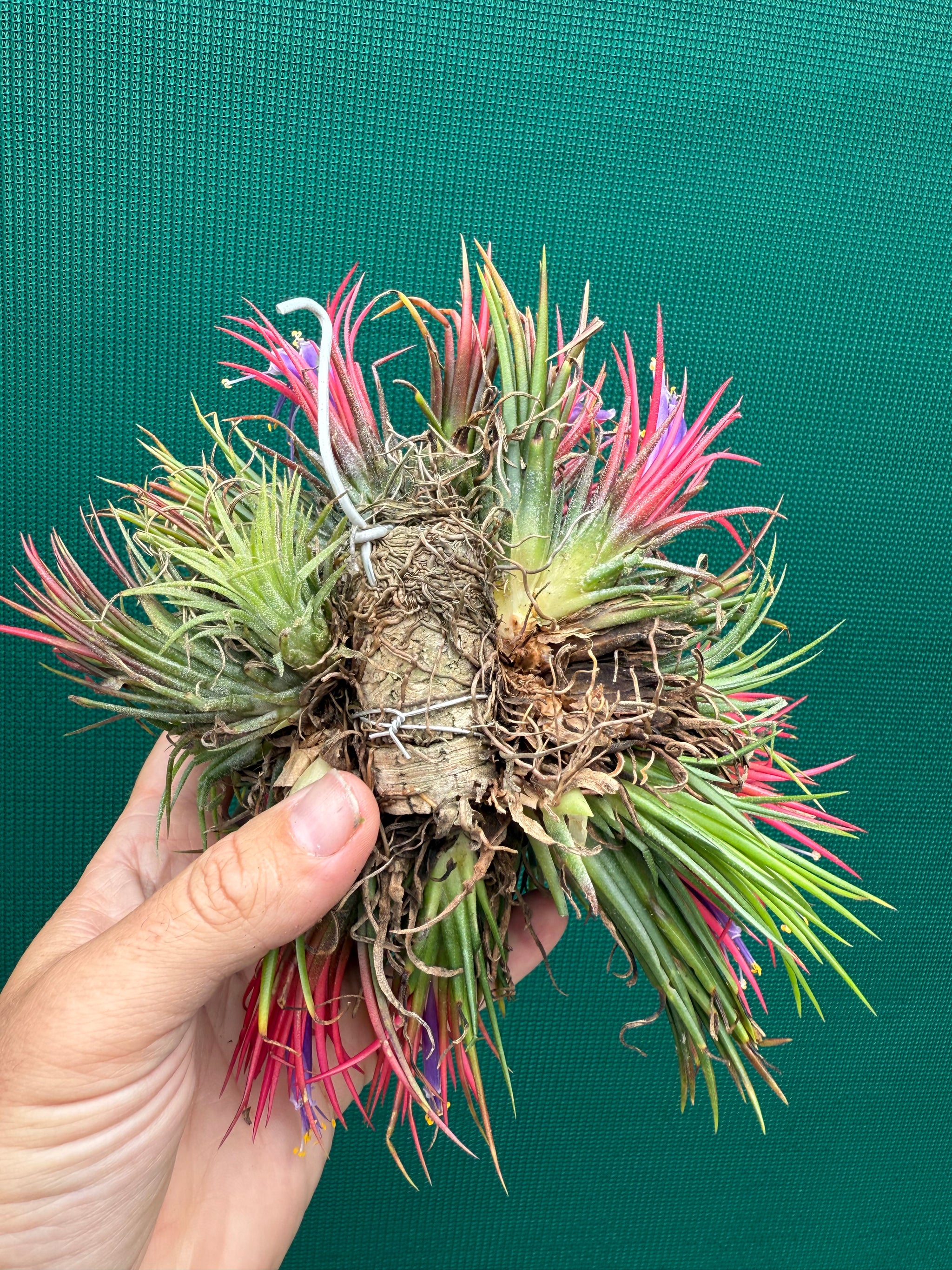 mature air plants Tillandsia ionantha 'Fuego' ex. CL (Mature Clump)