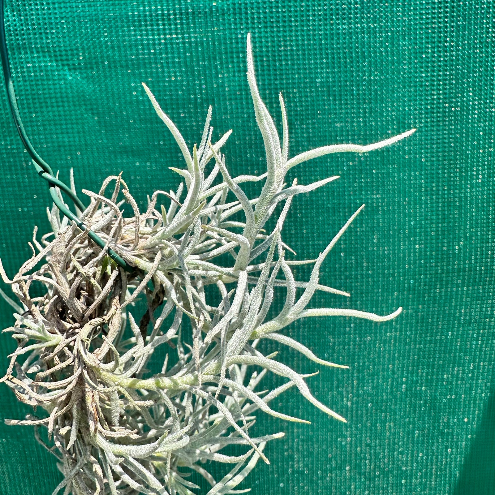 Tillandsia - capillaris ‘Silver Form’