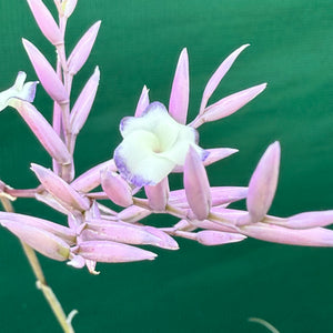 Tillandsia - purpurea x straminea ex. BG NEW