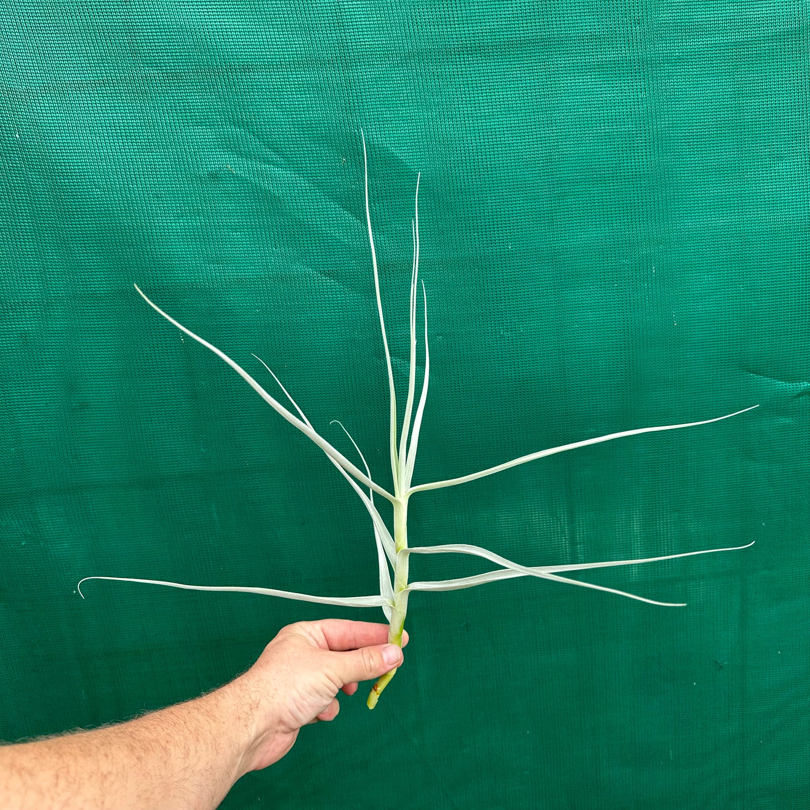 Tillandsia - arhiza ‘Goettingen Giant’ ex. PT (Fragrant)
