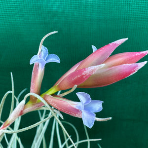 Tillandsia - Leon ‘Pink Bract’ ex. PT NEW