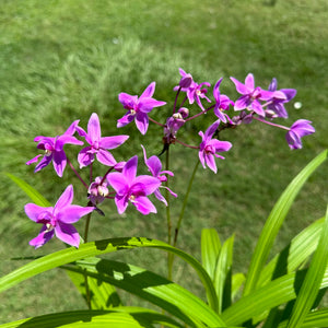 Spathoglottis plicata