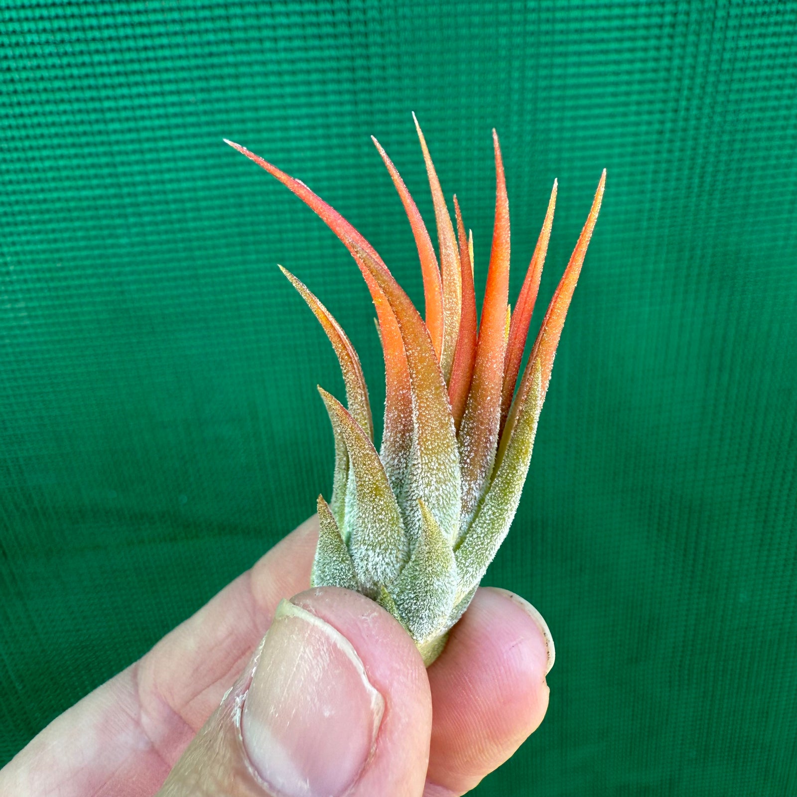 Tillandsia - ionantha ‘Haselnuss’ ex. BH