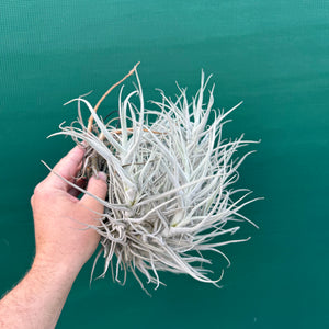 Tillandsia paleacea (Mature Clump) NEW