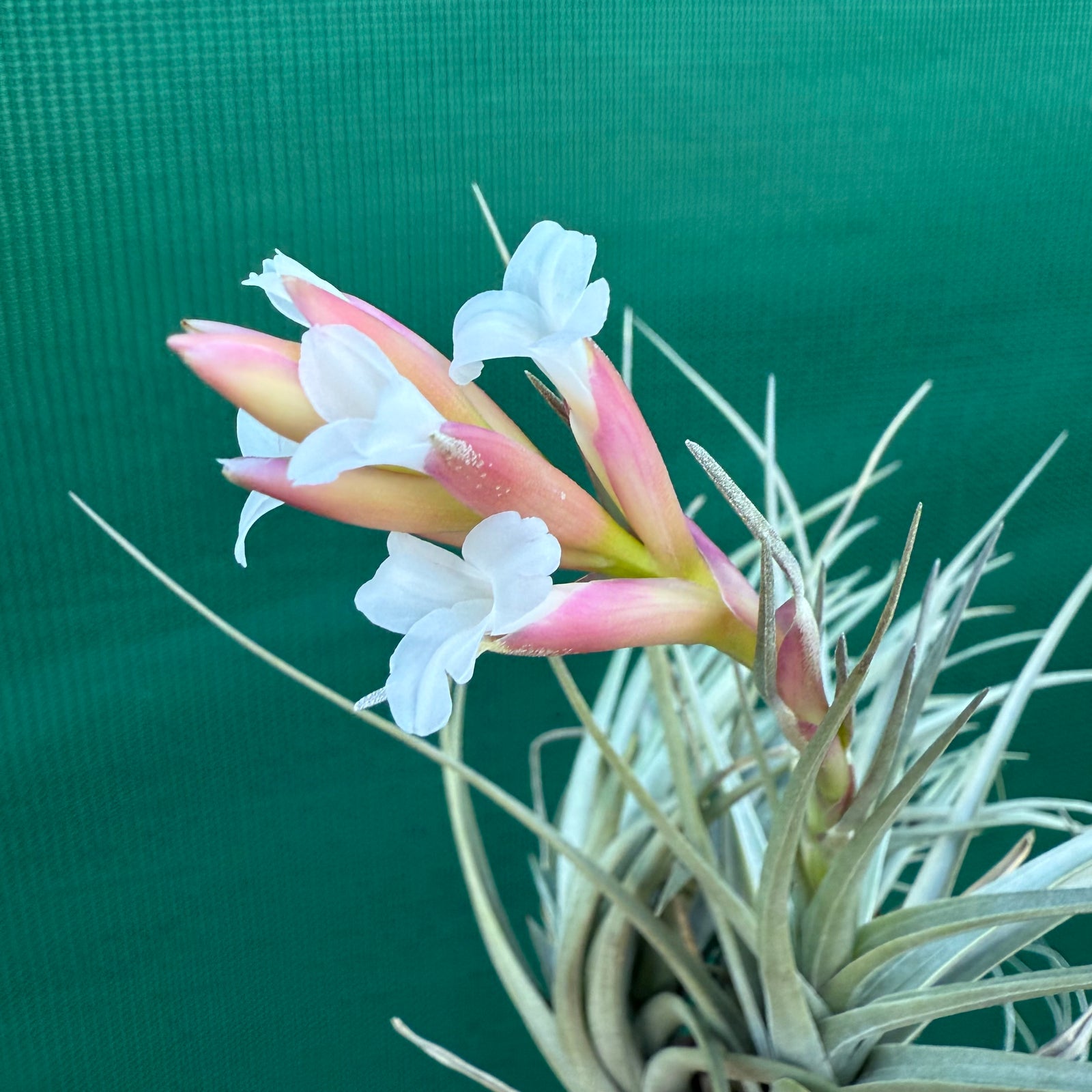 Tillandsia - sp. Rio Grande de Sul ex. RE NEW