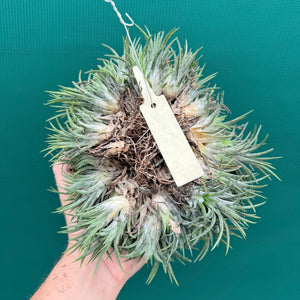 Tillandsia ionantha ‘Tall Orange’ (Mature Clump) NEW