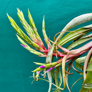 Tillandsia - streptophylla x rhomboidea ex. BG