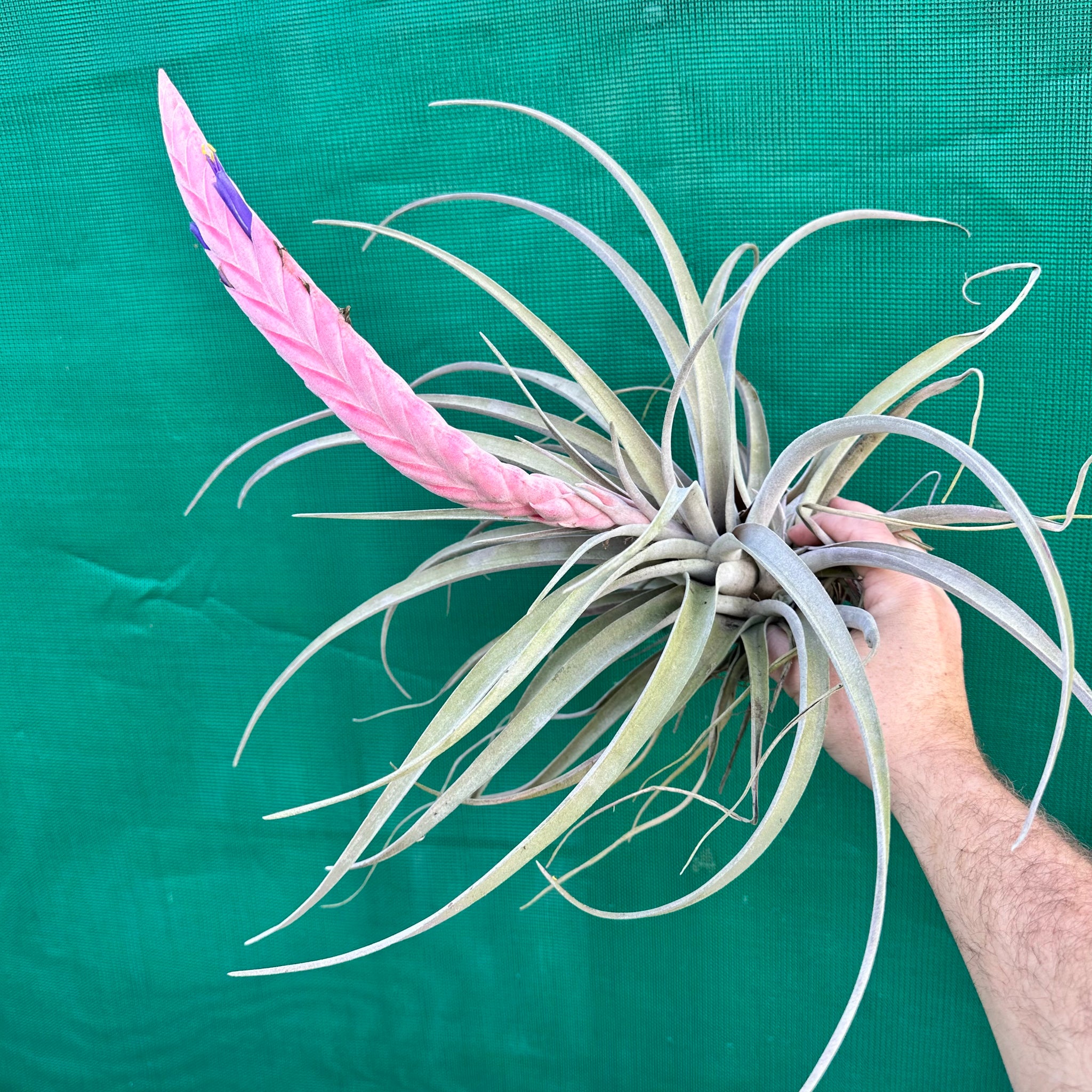 air plant queen Tillandsia - Queen's Delight