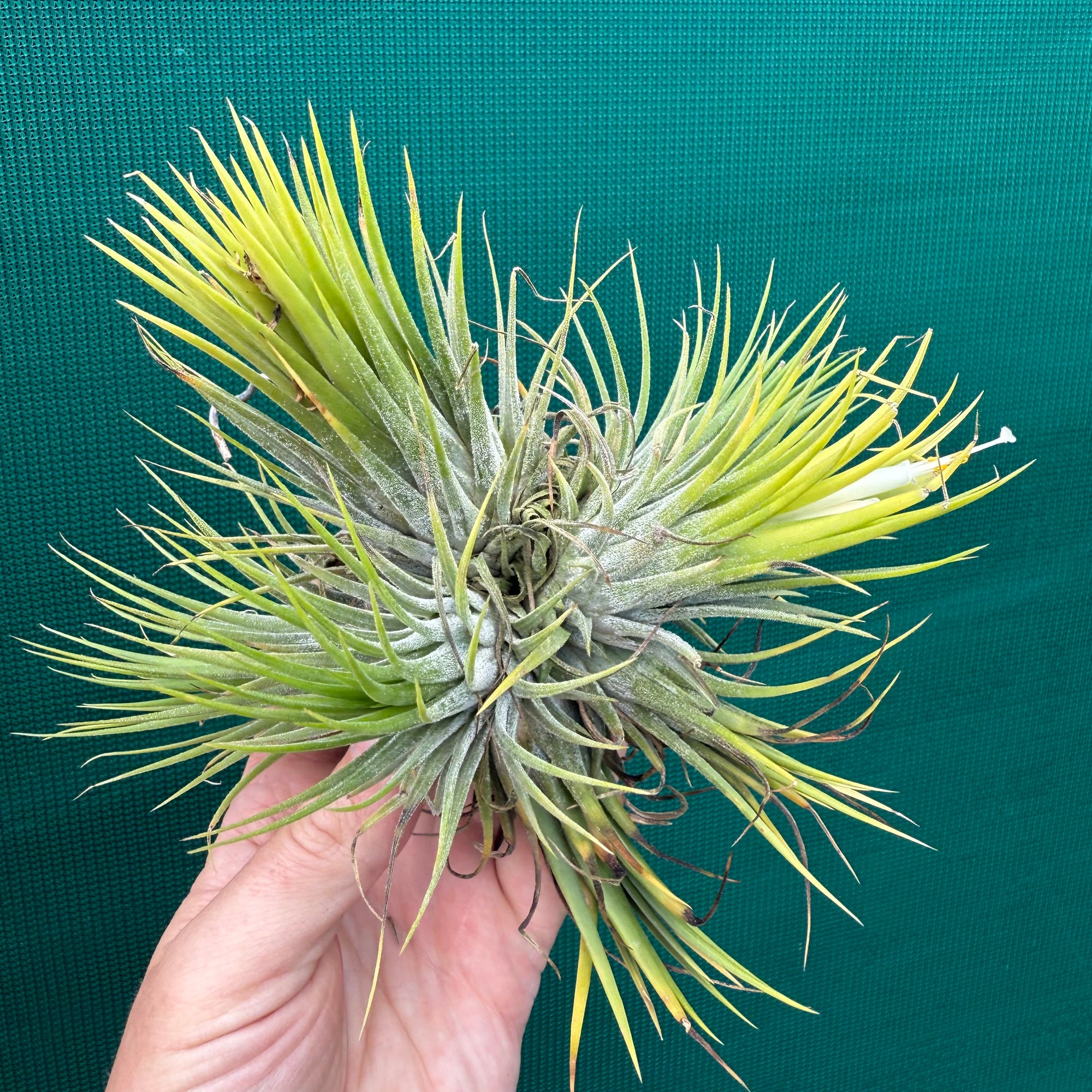 Tillandsia - ionantha 'White Knight' ex. Holm NEW - Air Plant Decor