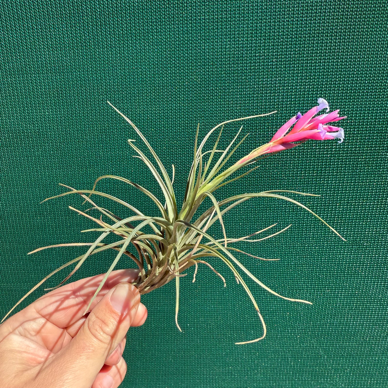 Tillandsia - tenuifolia ‘Valhalla S. Africa’ ex. PT