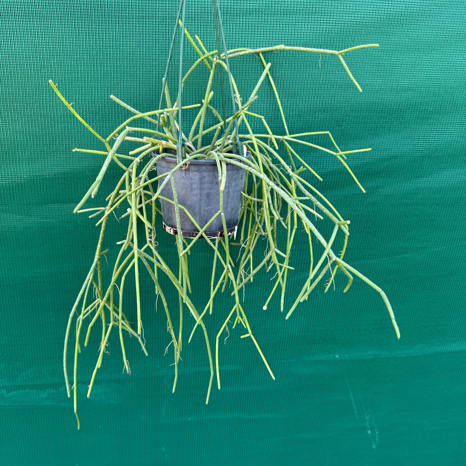 Rhipsalis baccifera f. Dauphinensis - R31