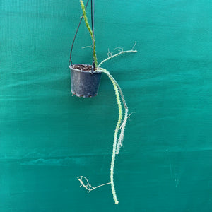 Selenicereus pteranthus EP18