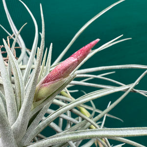 Tillandsia - Holm’s Alberose ex. Holm NEW