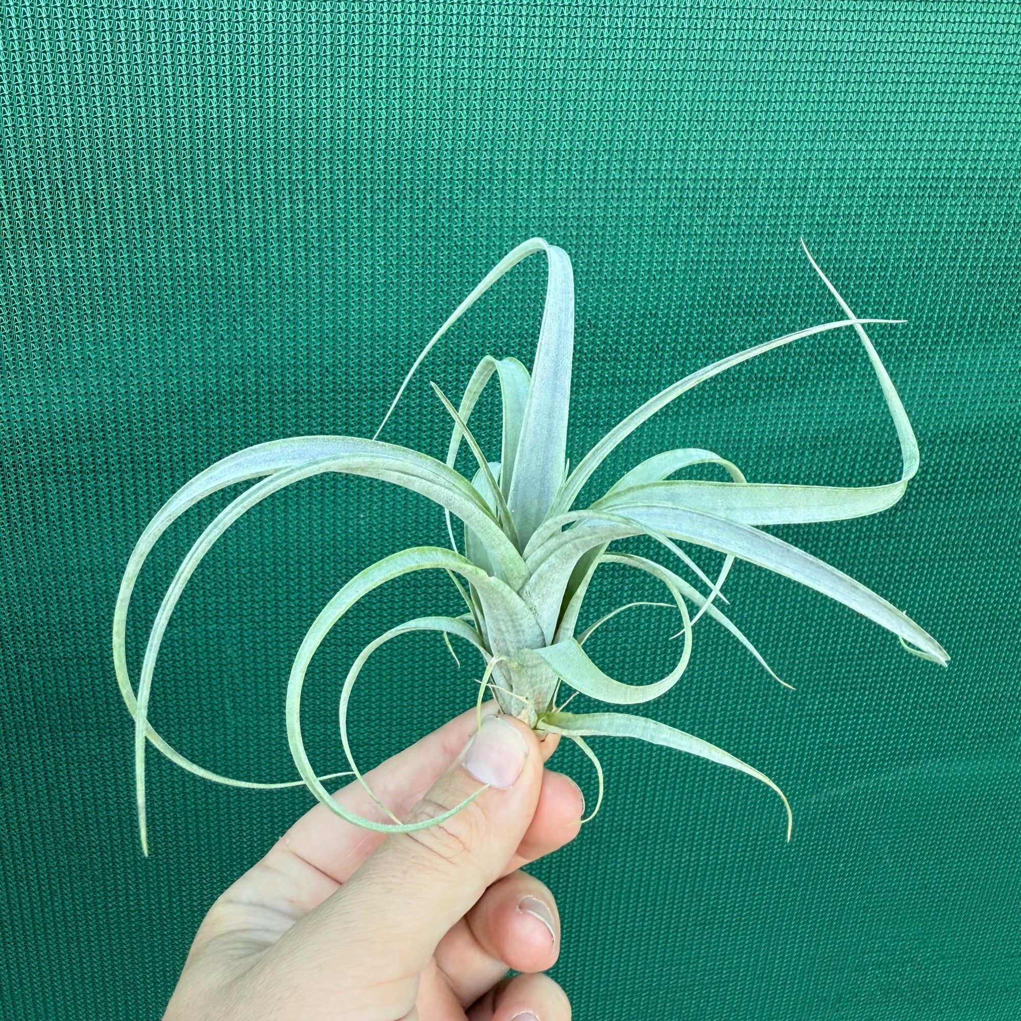 Tillandsia - parvispica ex. CC NEW
