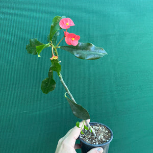 Poysean - Euphorbia geroldii NEW