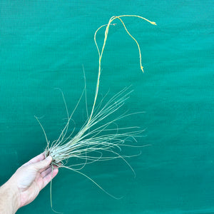 Tillandsia - disticha ‘Major’ ex. OM (Fragrant)