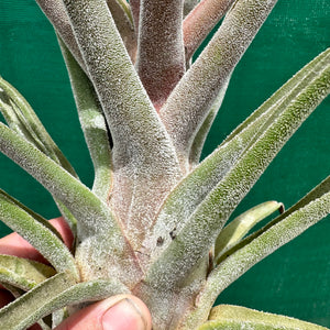 Tillandsia - Seleptron ex. PT