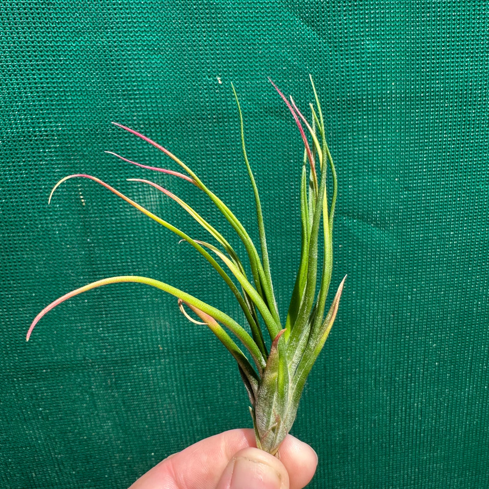 Tillandsia - Derek ex. NR