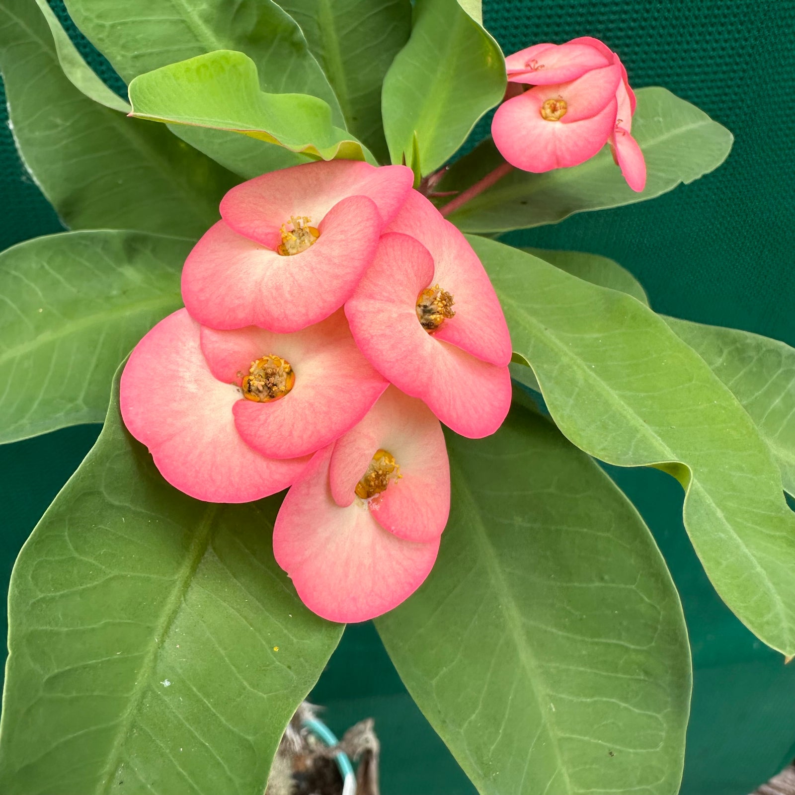 Poysean - Euphorbia milii P009