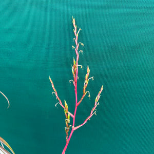 Tillandsia - paraisoensis ex. PT