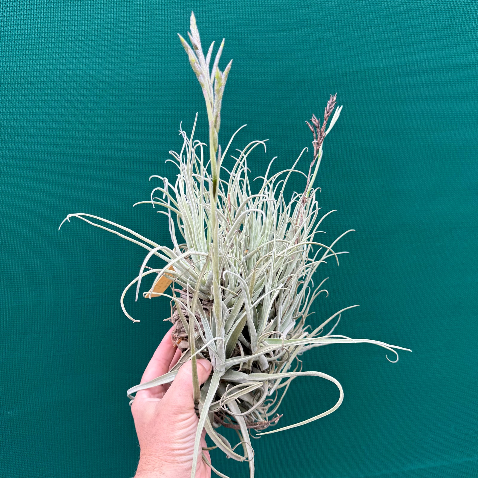 Tillandsia streptocarpa ‘Bak’ (Mature Clump) NEW