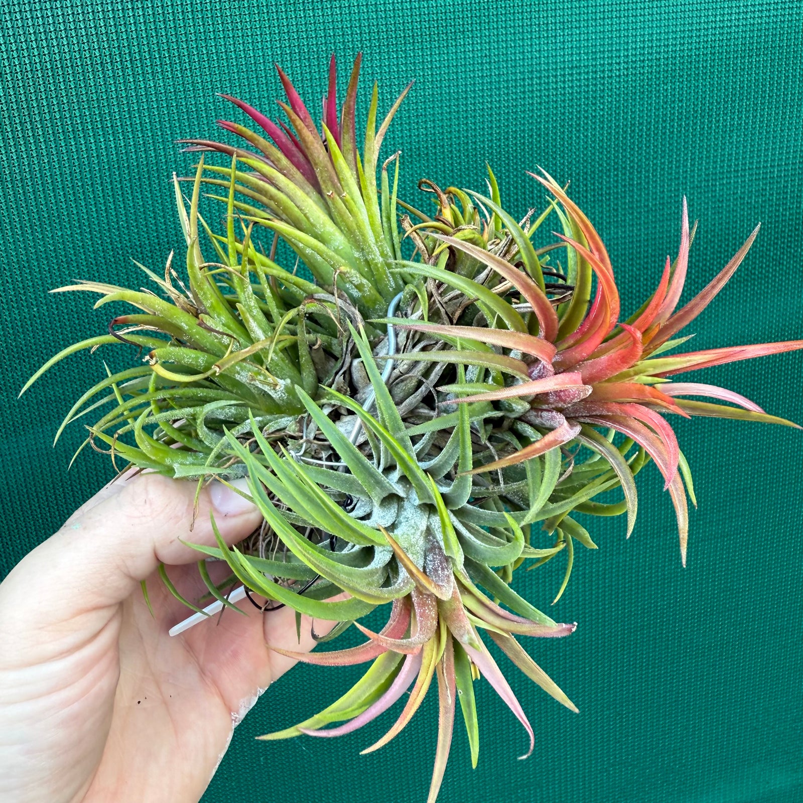 Tillandsia - ionantha 'BRT662' ex. BD NEW