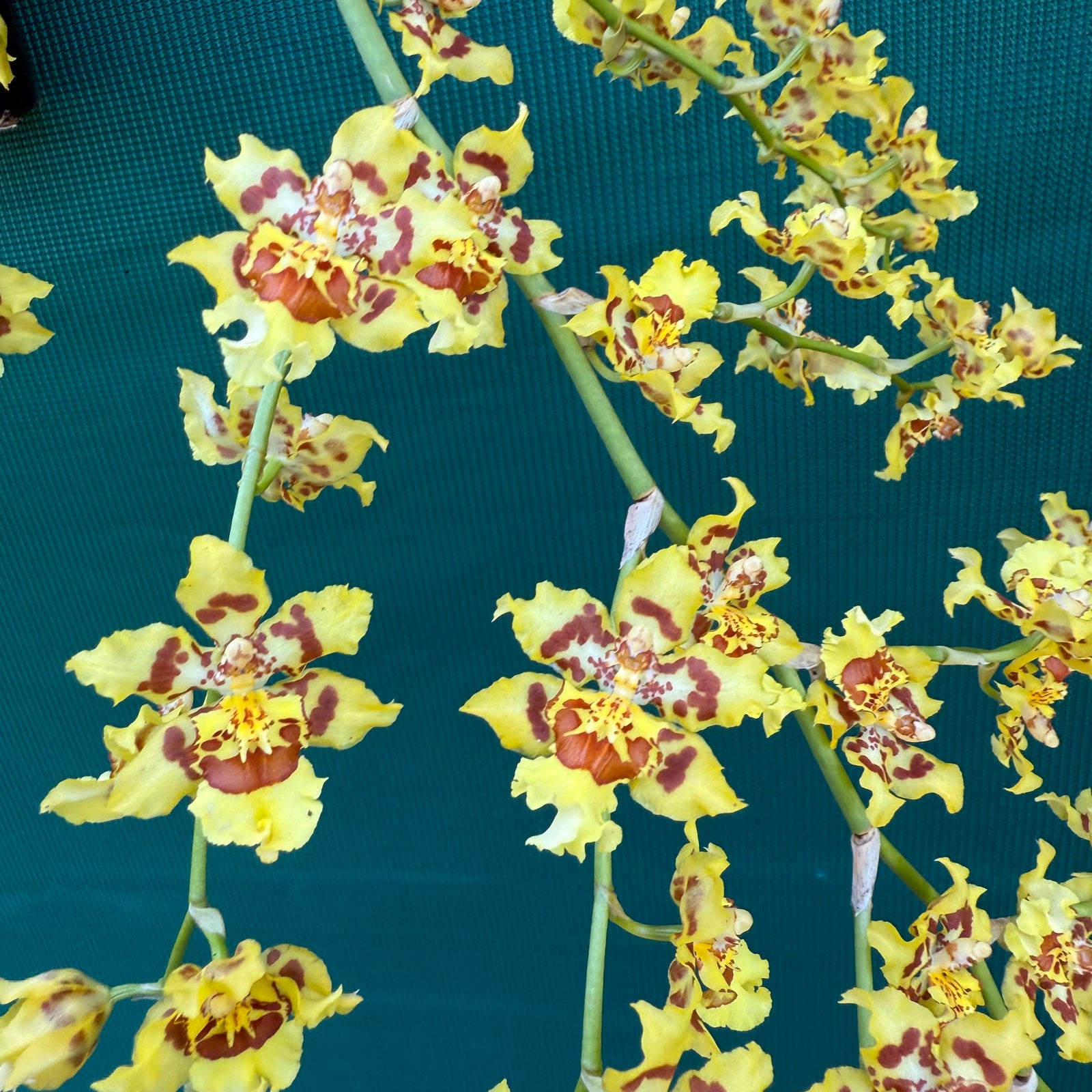 Wilsonara Passific Passage ‘Peach Cobbler’ NEW