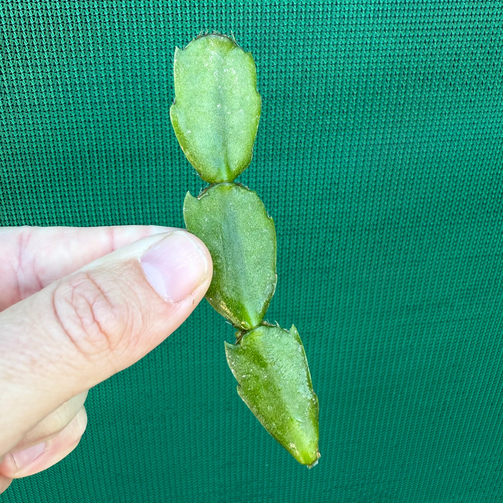 Zygocactus Dutch Pink