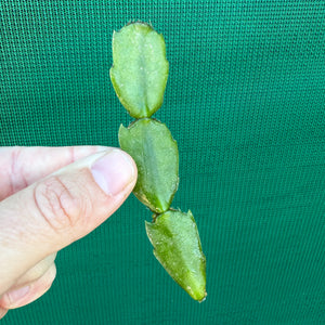 Zygocactus Corumba